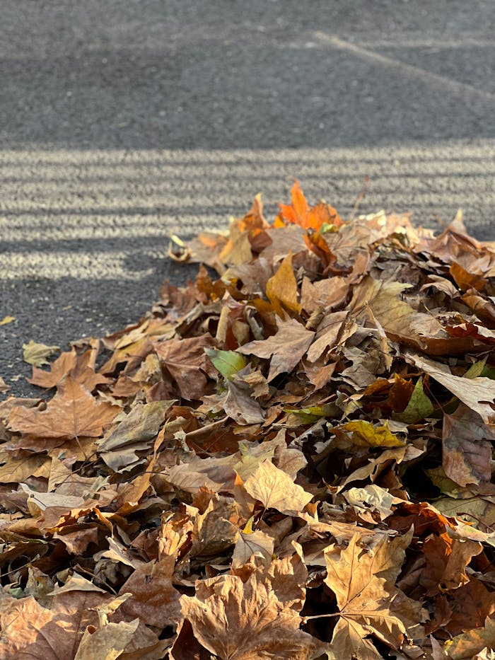 A vibrant pile of autumn leaves scattered on a pavement in sunlight.